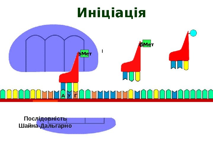 А У Г ф. Мет Послідовність Шайна-Дальгарно Иніціація 