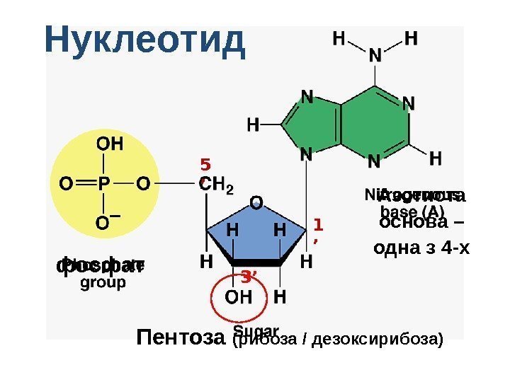 Нуклеотид фосфат Пентоза (рибоза / дезоксирибоза) Азотиста основа – одна з 4 -х1 ’
