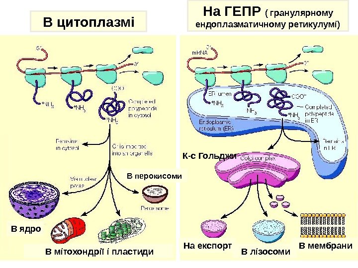 Место синтеза белка зависит от назначения В цитоплазмі На ГЕПР ( гранулярному ендоплазматичному ретикулумі)