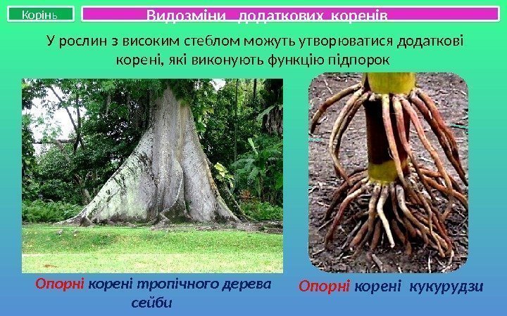 Корінь У рослин з високим стеблом можуть утворюватися додаткові корені, які виконують функцію підпорок