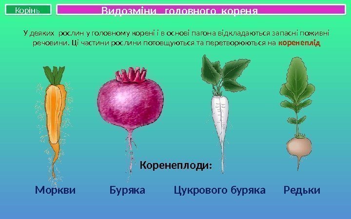 Корінь Коренеплоди: Моркви   Буряка  Цукрового буряка  Редьки У деяких рослин