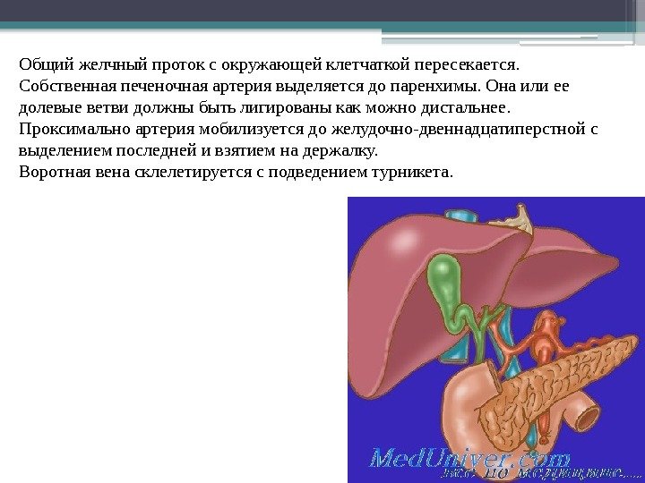 Общий желчный проток с окружающей клетчаткой пересекается.  Собственная печеночная артерия выделяется до паренхимы.