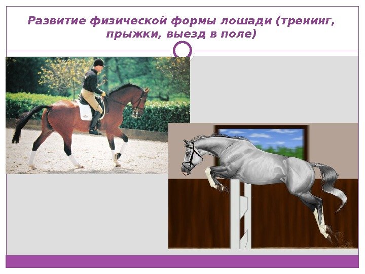 Развитие физической формы лошади (тренинг,  прыжки, выезд в поле)  