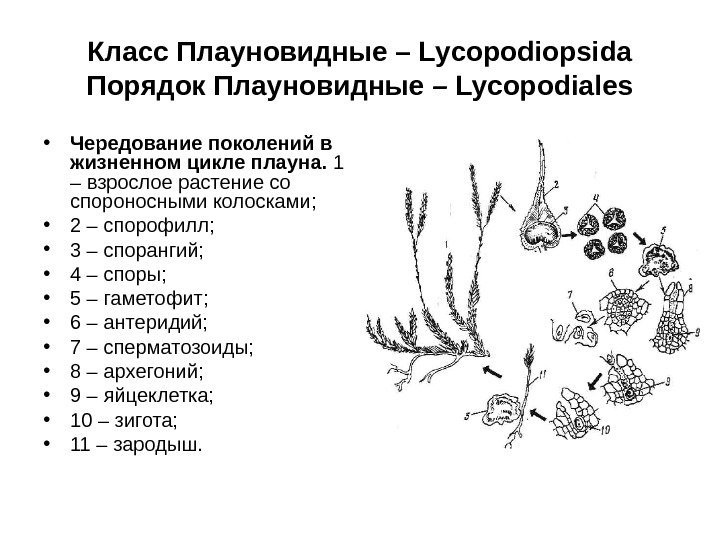 Класс Плауновидные – Lycopodiopsida Порядок Плауновидные – Lycopodiales • Чередование поколений в жизненном цикле