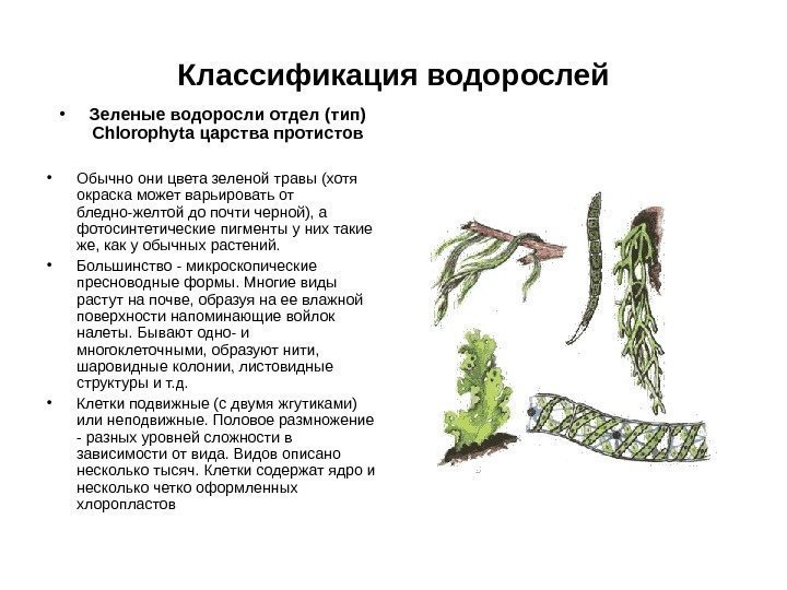 Классификация водорослей • Зеленые водоросли отдел (тип) Chlorophyta царства протистов • Обычно они цвета