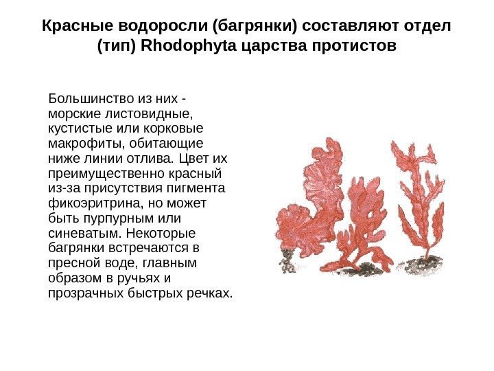 Красные водоросли (багрянки) составляют отдел (тип) Rhodophyta царства протистов Большинство из них - морские