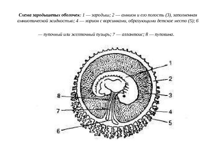 Схема зародышевых оболочек : 1 — зародыш; 2 — амнион и его полость (3),