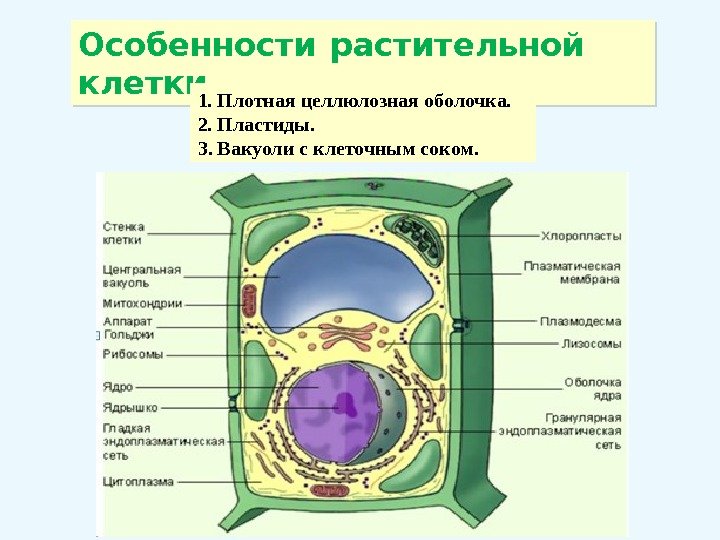  Особенности растительной клетки 1. Плотная целлюлозная оболочка. 2. Пластиды. 3. Вакуоли с клеточным