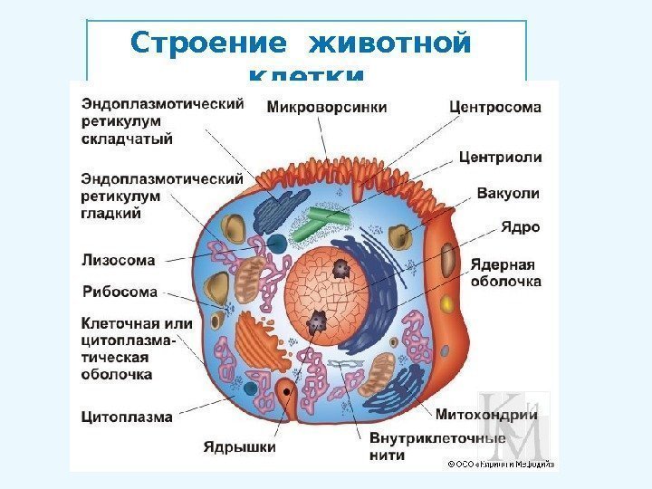 Строение животной  клетки 