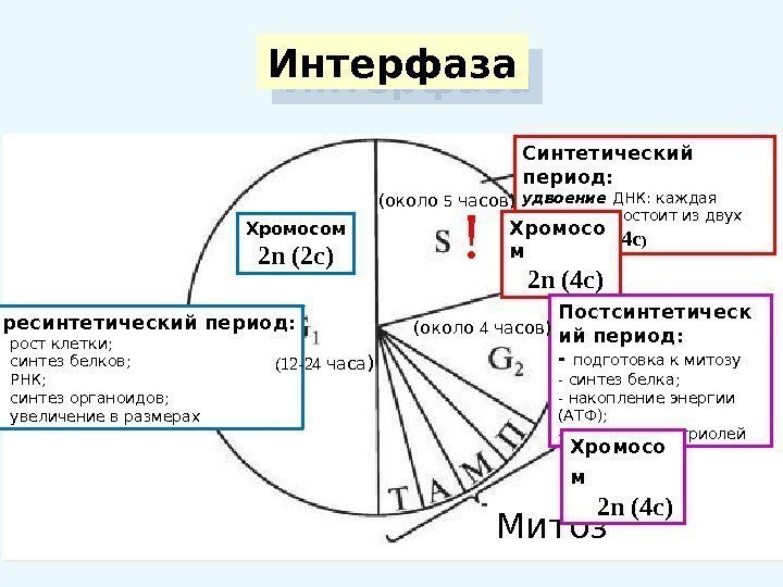 Интерфаза Пресинтетический период : - рост клетки; - синтез белков; - РНК; - синтез