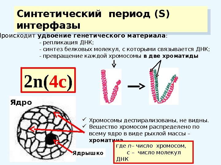 Синтетический период (S) интерфазы  Происходит удвоение генетического материала :    