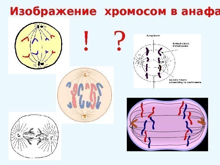 !  ? Изображение хромосом в анафазе 