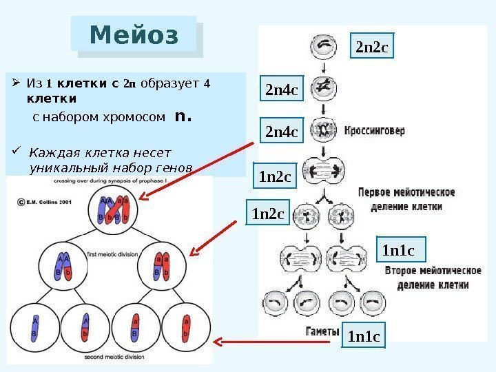 Мейоз Из 1 клетки с 2 n  образует 4  клетки  с