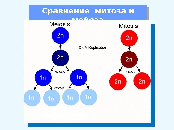 Сравнение митоза и мейоза 