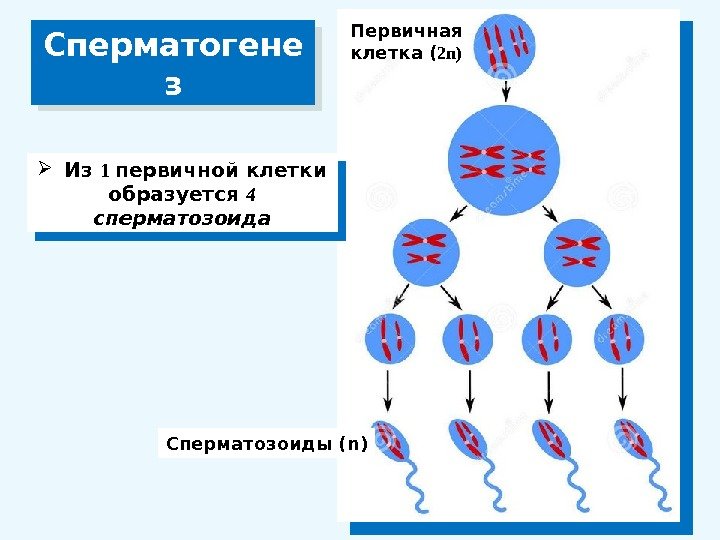 Сперматогене з Из 1 первичной клетки образуется 4  сперматозоида Первичная клетка ( 2