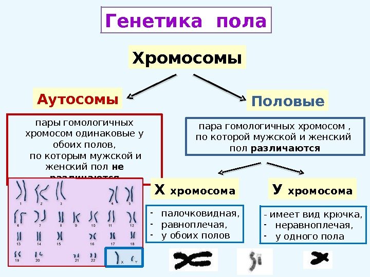 Генетика пола Хромосомы Аутосомы Половые пары гомологичных хромосом одинаковые у обоих полов,  по