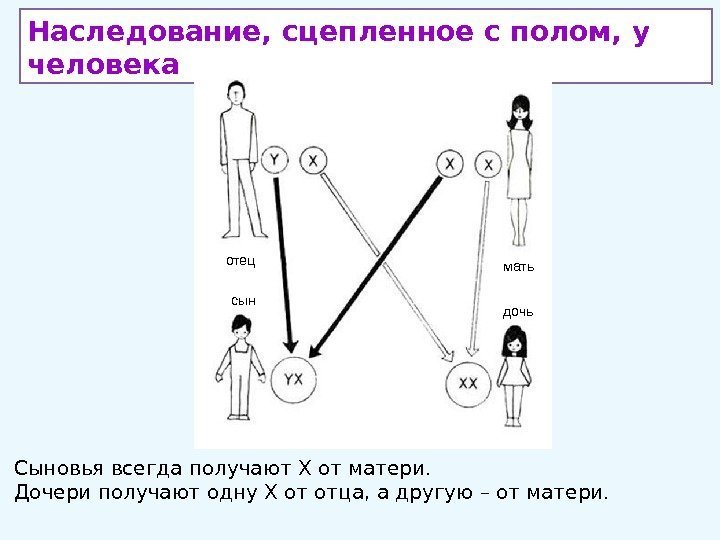 Наследование, сцепленное с полом, у человека • Сыновья всегда получают Х от матери. 