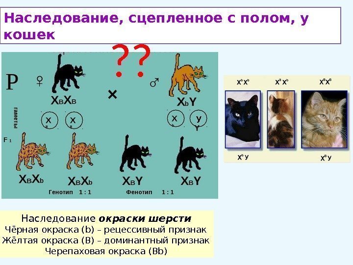 Наследование, сцепленное с полом, у кошек Наследование окраски шерсти Чёрная окраска (b) – рецессивный