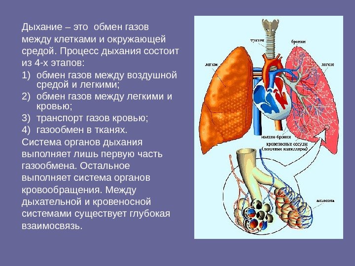 Дыхание – это обмен газов между клетками и окружающей средой. Процесс дыхания состоит из