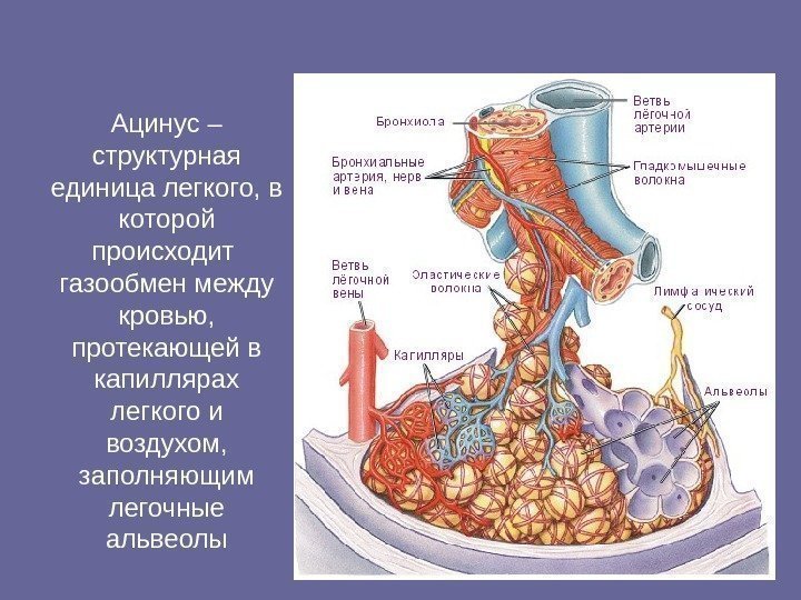 Ацинус – структурная единица легкого, в которой происходит  газообмен между кровью,  протекающей