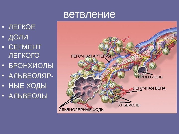 ветвление • ЛЕГКОЕ • ДОЛИ • СЕГМЕНТ ЛЕГКОГО • БРОНХИОЛЫ  • АЛЬВЕОЛЯР- •