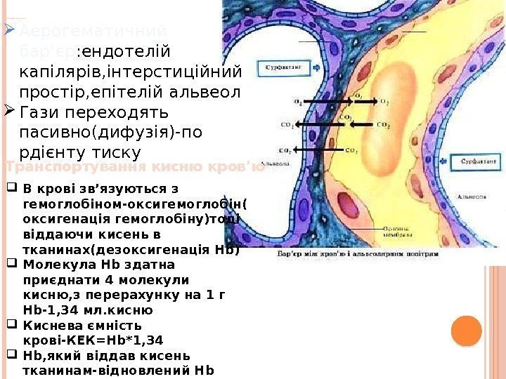 Газобмін в легенях Аерогематичний бар’єр : ендотелій капілярів, інтерстиційний простір, епітелій альвеол Гази переходять
