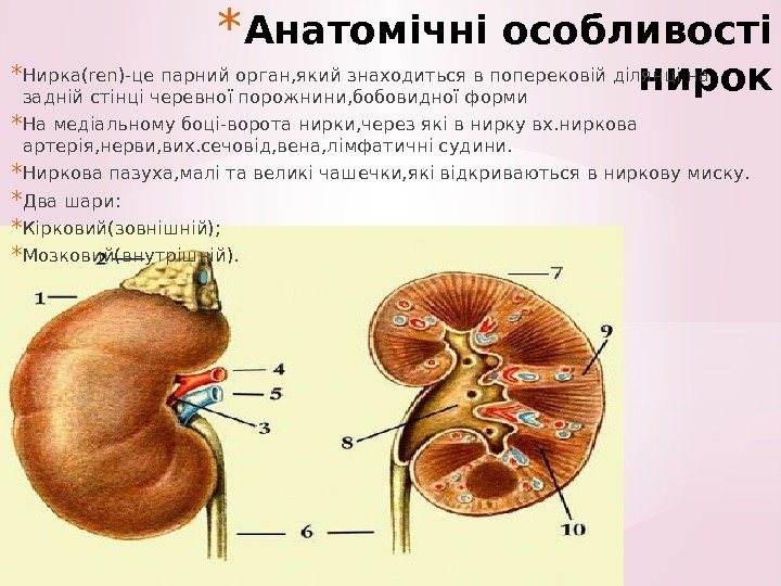 * Анатомічні особливості нирок* Нирка(ren)-це парний орган, який знаходиться в поперековій ділянці на задній