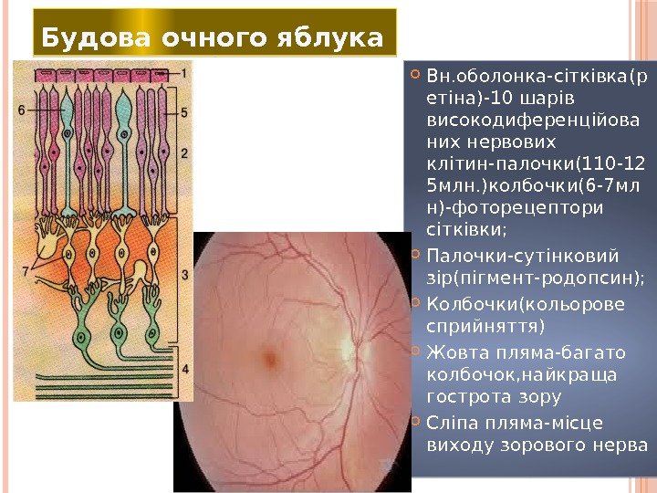  Вн. оболонка-сітківка(р етіна)-10 шарів високодиференційова них нервових клітин-палочки(110 -12 5 млн. )колбочки(6 -7