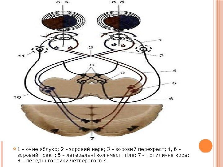  1 – очне яблуко; 2 – зоровий нерв; 3 – зоровий перехрест; 4,