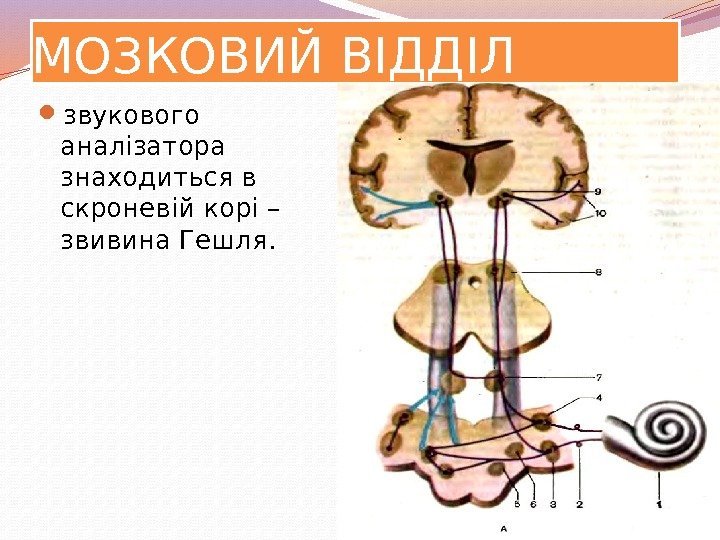 МОЗКОВИЙ ВІДДІЛ  звукового аналізатора знаходиться в скроневій корі – звивина Гешля. 