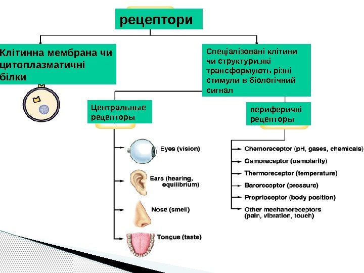  Клітинна мембрана чи цитоплазматичні білки рецептори Спеціалізовані клітини чи структури, які трансформують різні