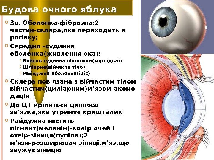 Будова очного яблука Зв. Оболонка-фіброзна: 2 частин-склера, яка переходить в рогівку;  Середня –судинна