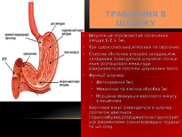  • Шлунок-це порожнистий орган, який вміщує 1 -2 л. їжі.  • Три