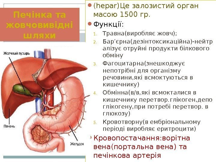 Печінка та жовчовивідні шляхи (hepar)Це залозистий орган масою 1500 гр.  Функції: 1. Травна(виробляє