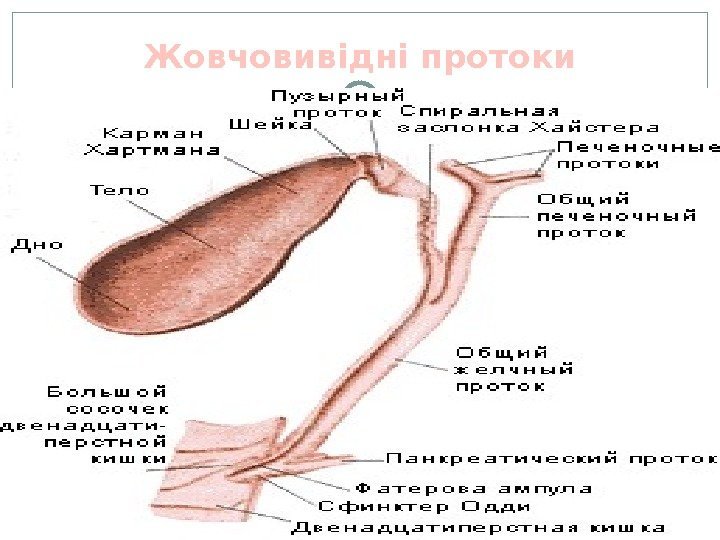 Жовчовивідні протоки  