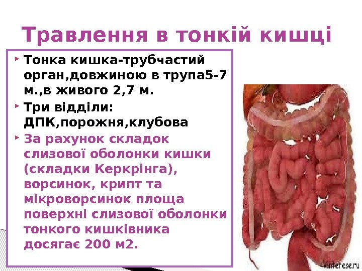  Тонка кишка-трубчастий орган, довжиною в трупа 5 -7 м. , в живого 2,