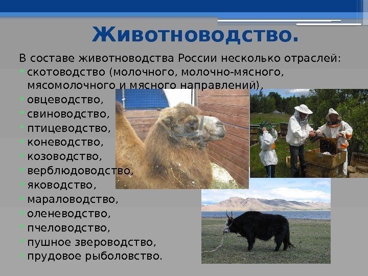Животноводство.  В составе животноводства России несколько отраслей:  • скотоводство (молочного, молочно-мясного, 