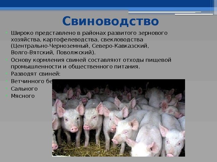 Свиноводство • Широко представлено в районах развитого зернового хозяйства, картофелеводства, свекловодства (Центрально-Черноземный, Северо-Кавказский, 