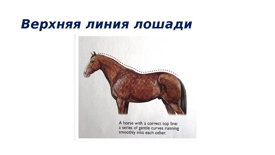 Верхняя линия лошади 