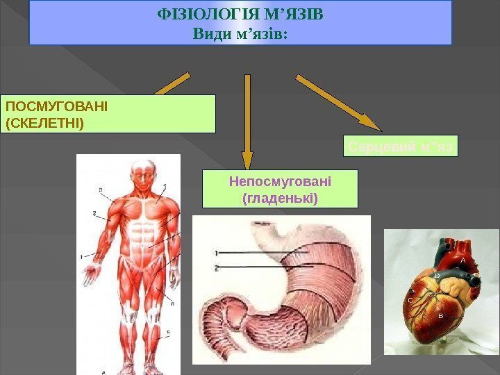 ФІЗІОЛОГІЯ М’ЯЗІВ Види м’язів: ПОСМУГОВАНІ (СКЕЛЕТНІ) Непосмуговані (гладенькі) Серцевий м”яз 0102 0 B 