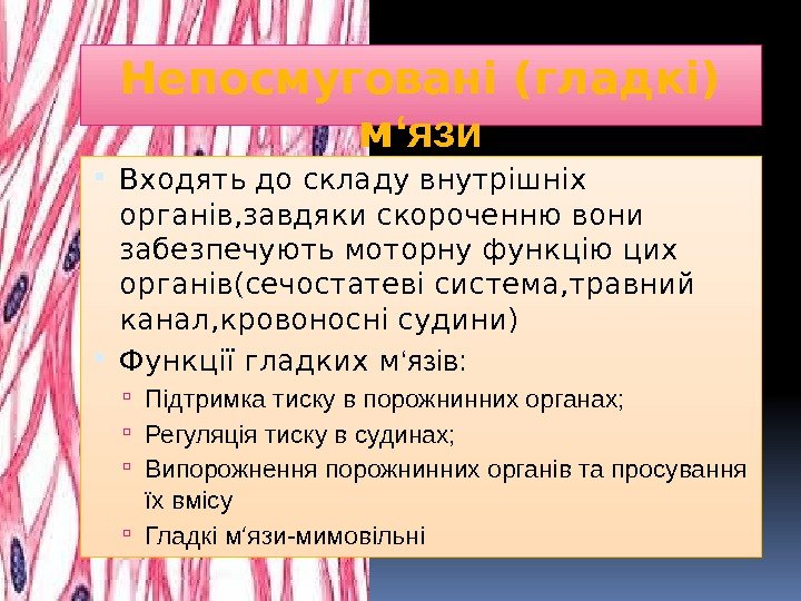 Непосмуговані (гладкі) м ‘язи Входять до складу внутрішніх органів, завдяки скороченню вони забезпечують моторну