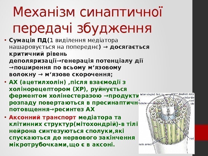 Механізм синаптичної передачі збудження • Сумація ПД( 1 виділення медіатора нашаровується на попереднє )