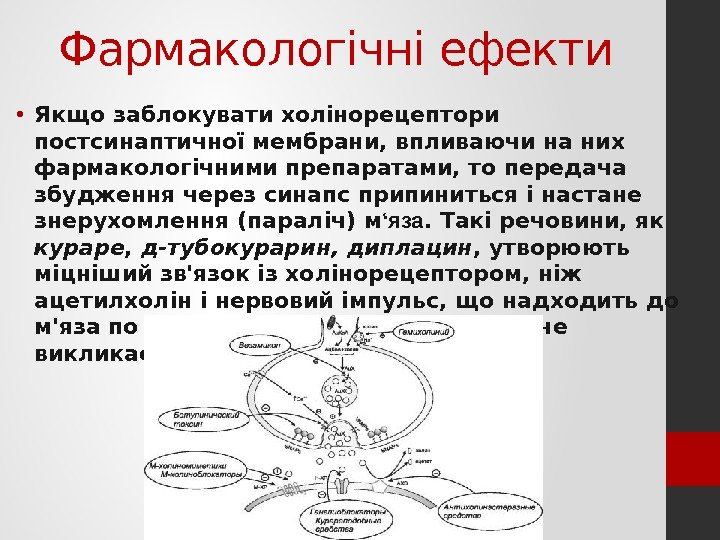 Фармакологічні ефекти • Якщо заблокувати холінорецептори постсинаптичної мембрани, вплива ючи на них фармакологічними препаратами,