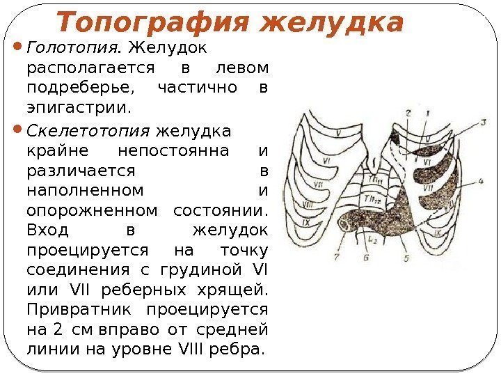 Топография желудка Голотопия. Желудок располагается в левом подреберье,  частично в эпигастрии.  Скелетотопия