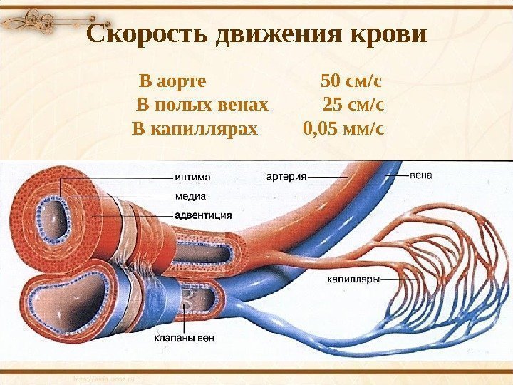 Скорость движения крови В аорте    50 см/с В полых венах 