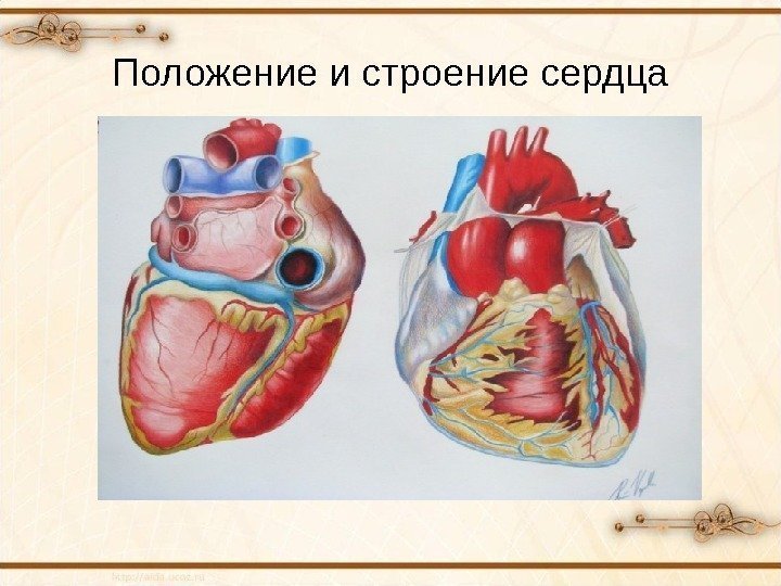 Положение и строение сердца 