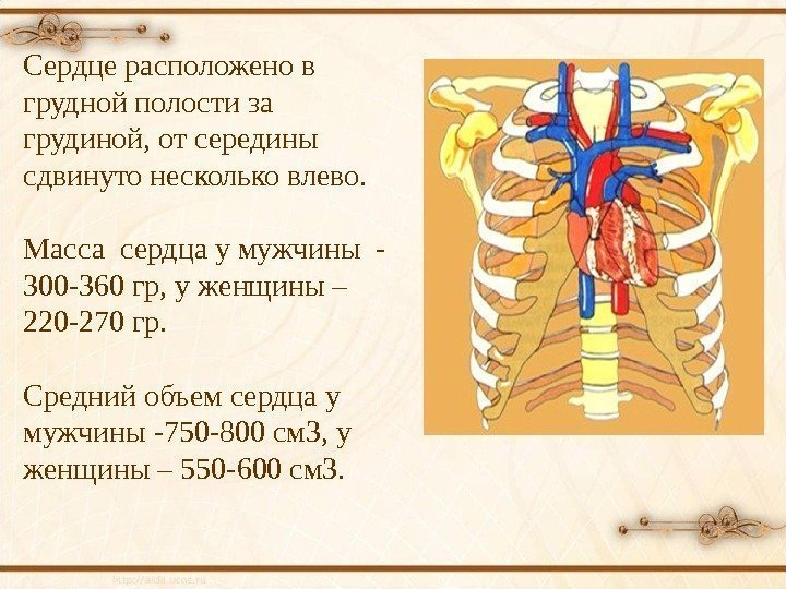 Сердце расположено в грудной полости за грудиной, от середины сдвинуто несколько влево. Масса сердца