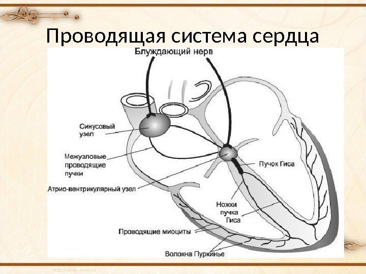 Проводящая система сердца 