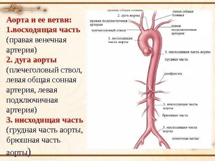 Аорта и ее ветви: 1. восходящая часть (правая венечная артерия) 2. дуга аорты (плечеголовый