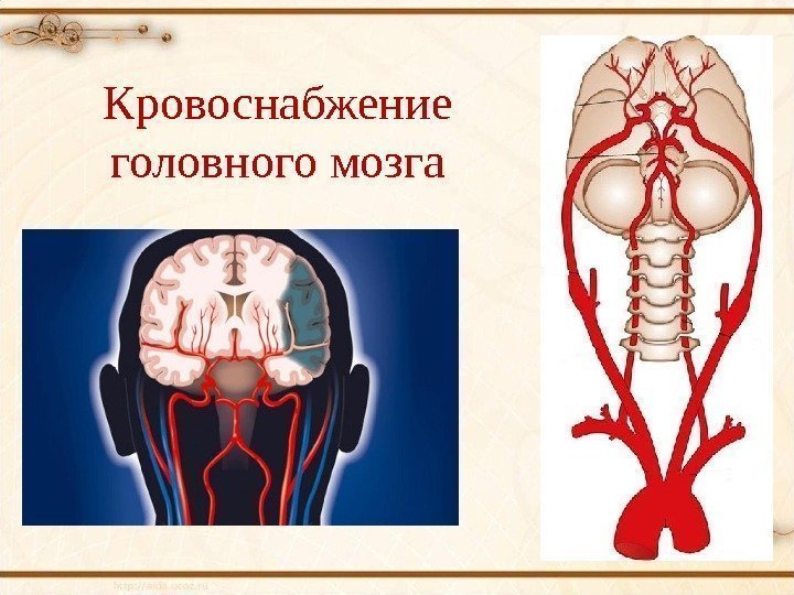 Кровоснабжение головного мозга 